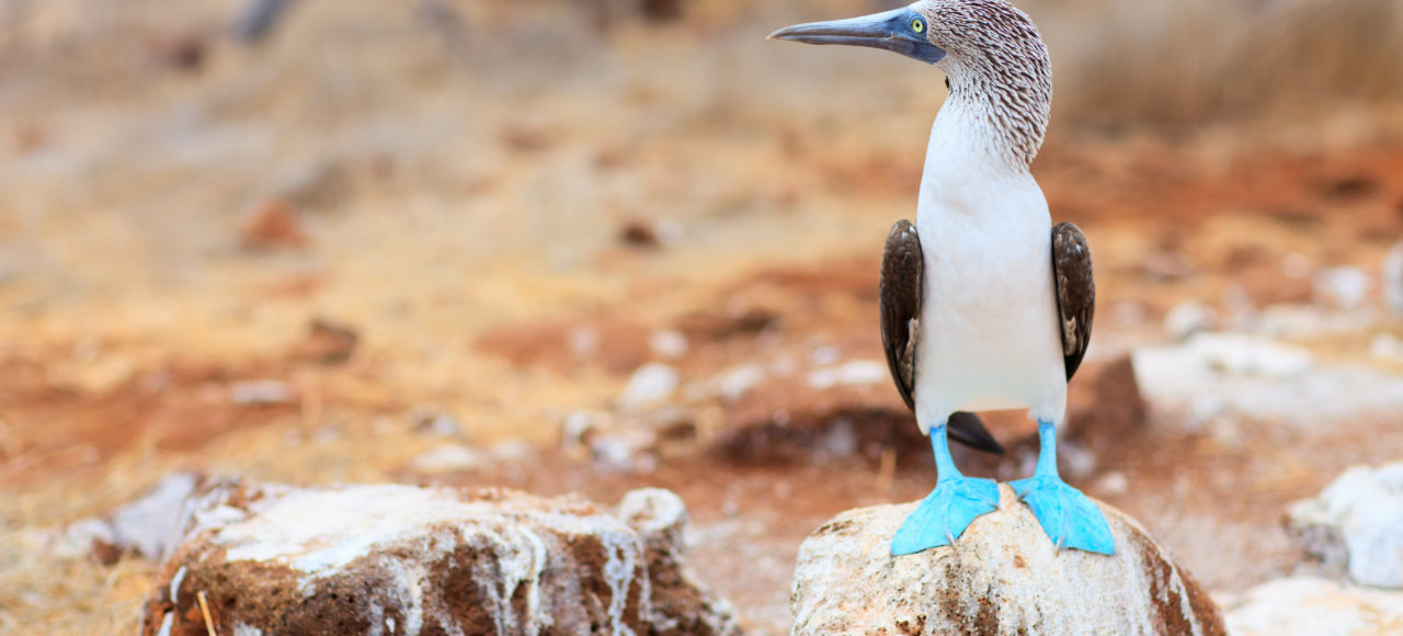 ガラパゴス諸島フィンチベイホテル宿泊 ５泊６日 Hisブラジル